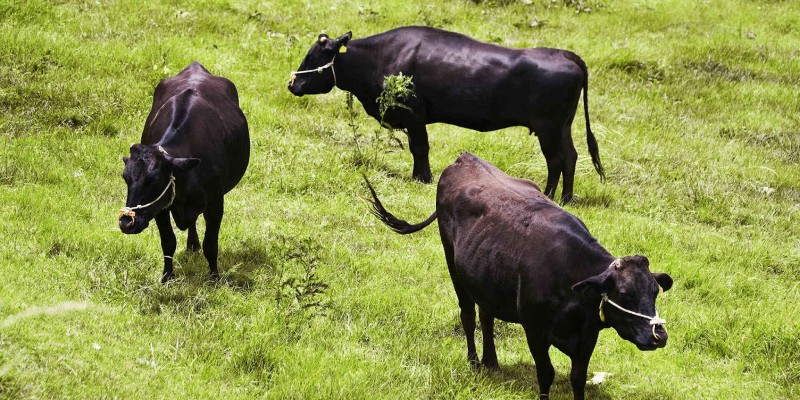 japonya'nın kobe şehrine özel wagyu eti