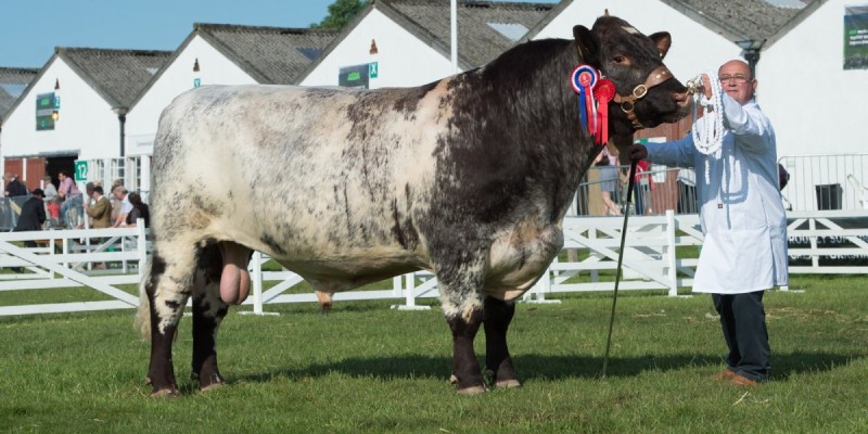 Wagyu ineklerinden elde edilen kobe eti